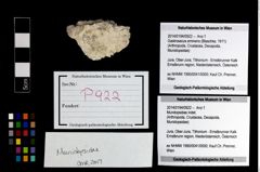 Foto (Objekt + Etikett) von Mundopsidae indet.  (NHMW-GEO-2014-0194-0922)